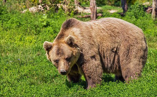 В Италии медведи разорвали студента на куски