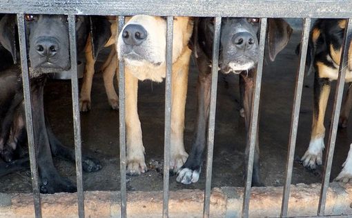 Фермеры Южной Кореи протестуют против заявления первой леди о запрете мяса собак