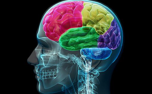 Ученые обнаружили у человека третий мозг