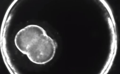 "Синтетический эмбрион": новое открытие израильских ученых