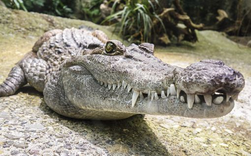 Во Флориде словили 4-метрового аллигатора с телом мужчины в пасти – видео