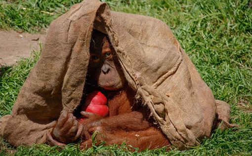 В Рамат-Гане орангутанг убежал из клетки  в парке-сафари