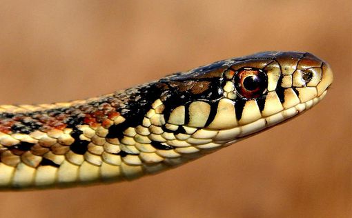 Змеиный яд не допускает образования кровяных сгустков