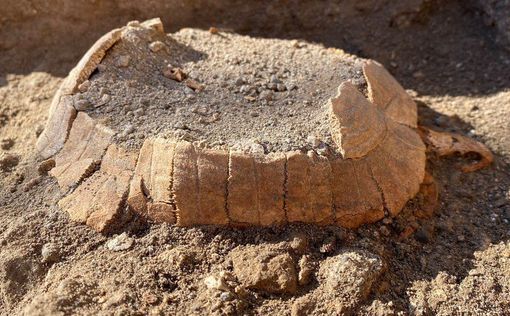На раскопках Помпеи нашли древнюю беременную черепаху | Фото: Археологический парк Помпеи
