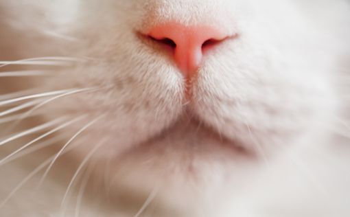 Ученые нашли у кошек ген травоядных
