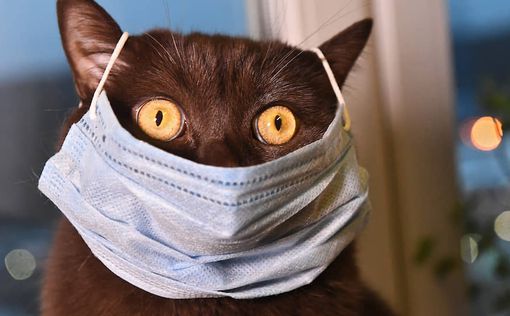 COVID-19: в Ухане 15% кошек заражены коронавриусом