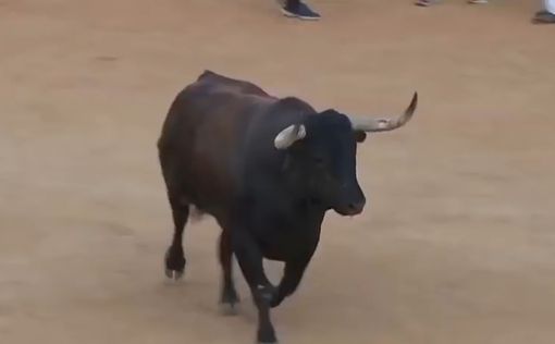 Во Франции разъяренный бык насмерть проткнул женщину рогами