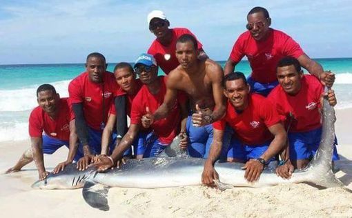 Туристы зафотографировали акулу до смерти