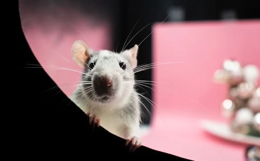 Точность 93%: Израильский стартап научил крыс выявлять рак легких по запаху мочи