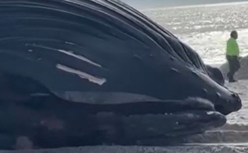 Огромного горбатого кита выбросило на берег в США