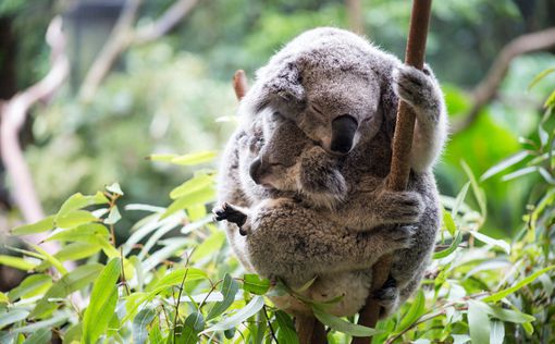 В Австралии резко снизилась популяция коал