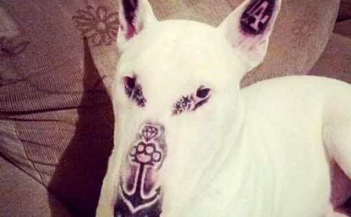 Бразилец сделал на морде своей собаки татуировку "от рака"