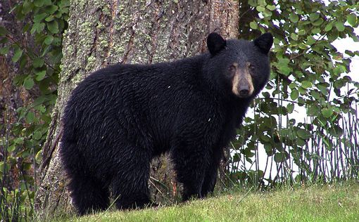 В американский отель нагрянул незваный гость – медведь