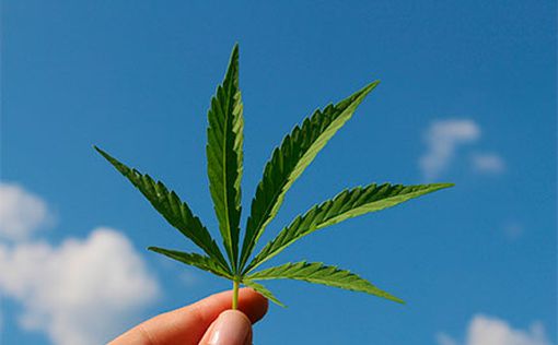 Канадец нашел способ легально покупать килограммы марихуаны