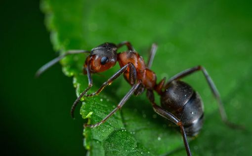 20 квадриллионов -- ученые подсчитали количество муравьев, обитающих на Земле