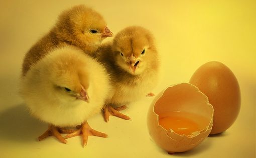 Израильские ученые придумали, как курам откладывать яйца только цыплят-самок