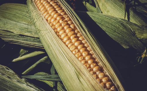 Россия возобновила поставки кукурузы в Израиль