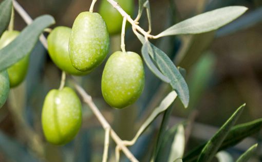 В оливковую рощу Дали пустят туристов