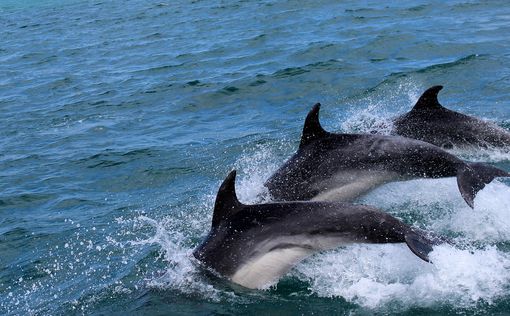 Сильнейший шторм в Севастополе "выпустил" боевых дельфинов в море. Фото | Фото: pixabay.com
