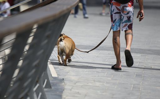 Китай: выгулял собаку без поводка, заплати штраф