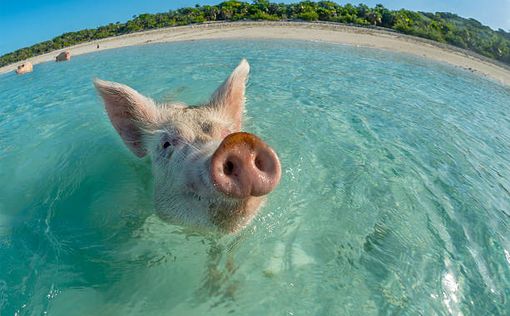 Багамская свинья подбежала и укусила фотомодель за ягодицу