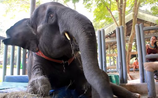 Слонихе-инвалиду из Тайланда поменяли пятый протез