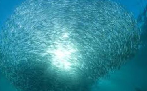 Рыбы вымирают из-за изменения климата, а миграция ускоряет исчезновение