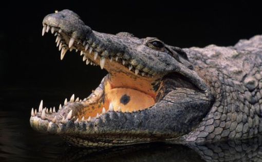 Американке позволили держать дома 11-летнего крокодила