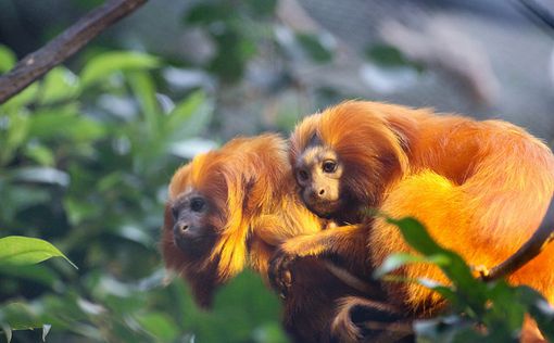 Во Франции из зоопарка похитили редких обезьян