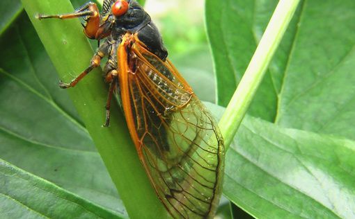 В Уганде выявлен неизвестный вид насекомых с листовидными гениталиями