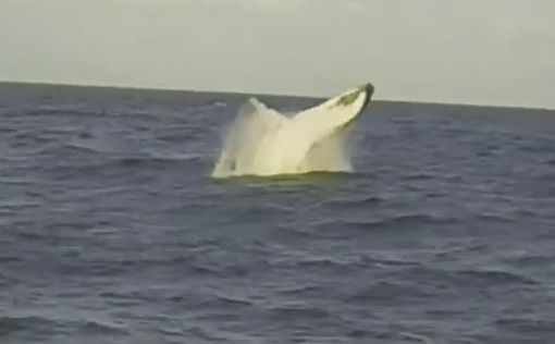 У побережья Кейсарии замечен кит