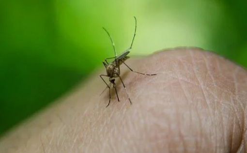 Комары-переносчики вируса лихорадки Западного Нила обнаружены недалеко от Эйлата