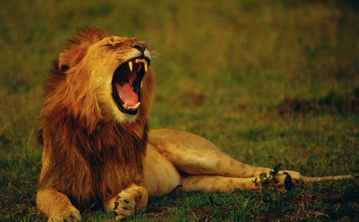 Иностранец застрелил на львином сафари символ Зимбабве