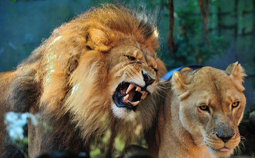 ЮАР: в сафари-парке лев напал на туристов из США