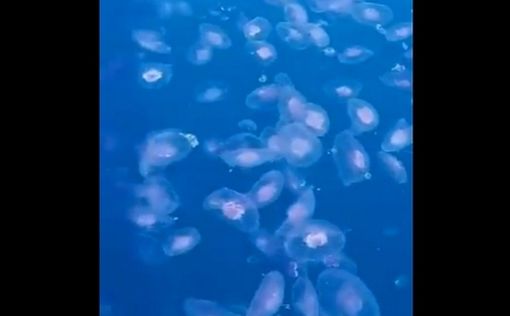 К побережью Израиля приближаются полчища медуз