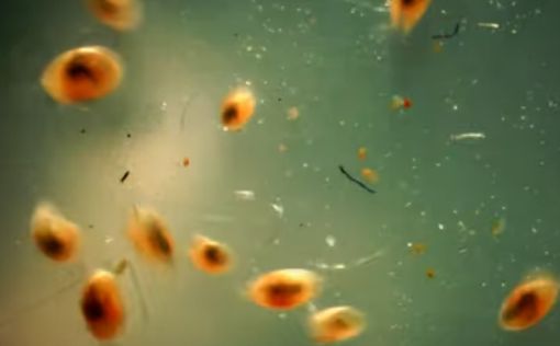 Обнаружена сперма возрастом 100 млн лет