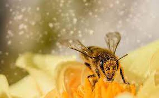 Впервые в мире: США одобрили вакцину для пчел