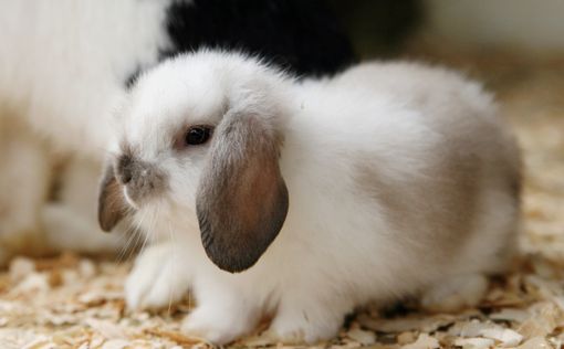 Шоковая терапия: Ведущий убил кролика в прямом эфире