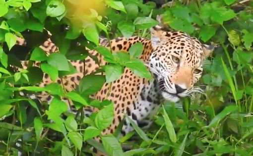 Гватемала: ягуары вернулись в джунгли во время COVID-19