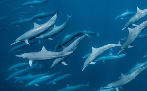 Сотни бешеных птиц нападают на дельфинов-спиннеров в Красном море