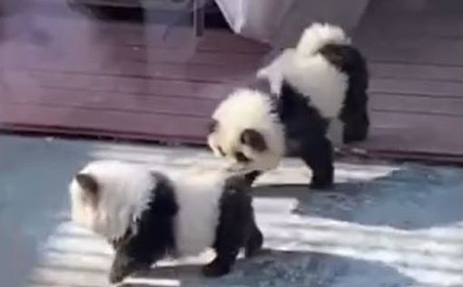 В китайском зоопарке двух собак выдавали за панд