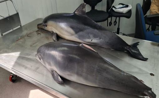 На южном побережье Израиля на берег выбросило двух дельфинов | Фото: AFP