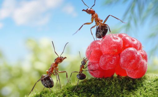 Ученые: в колониях муравьев есть развитые личности