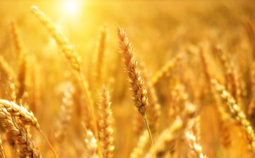 Россия передаст Ливану 25 тысяч тонн пшеницы