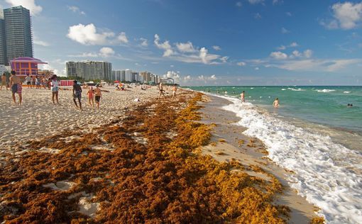 Побережье Флориды усеяно смертельно опасными бактериями | Фото: скриншот