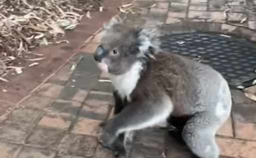 Видео: коала пробралась в дом и "облюбовала" елку