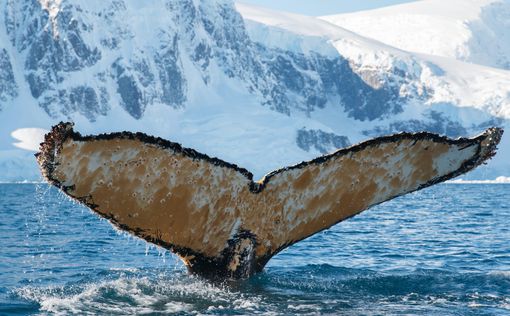 Украинские полярники разбудили гигантского зверя в океане