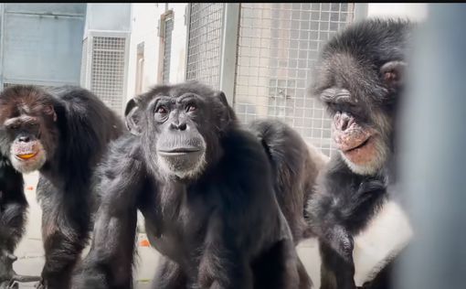 Трогательное видео: шимпанзе радуется, увидев небо в первый раз
