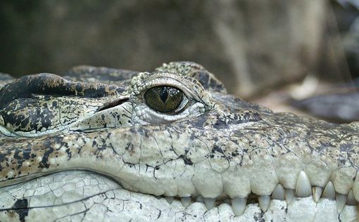 ЧП с крокодилом в Араве: схватил за руку и начал тянуть