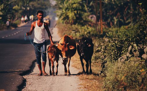 Эпидемия коров в Индии: погибло 100 тысяч животных